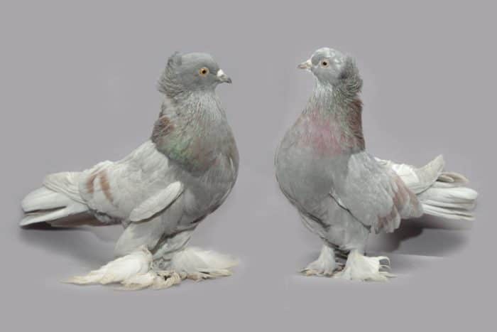двухчубые голуби