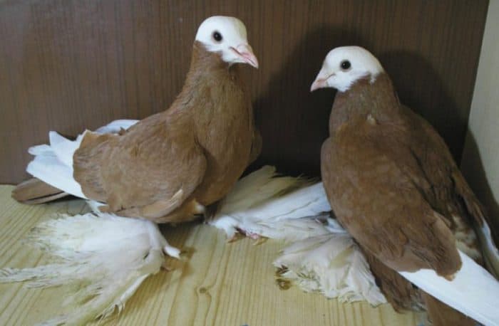 двухчубые голуби