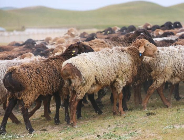 гиссарские бараны и овцы