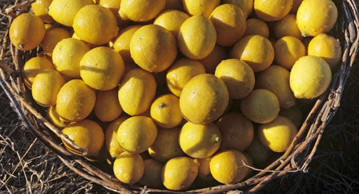 узбекский лимон